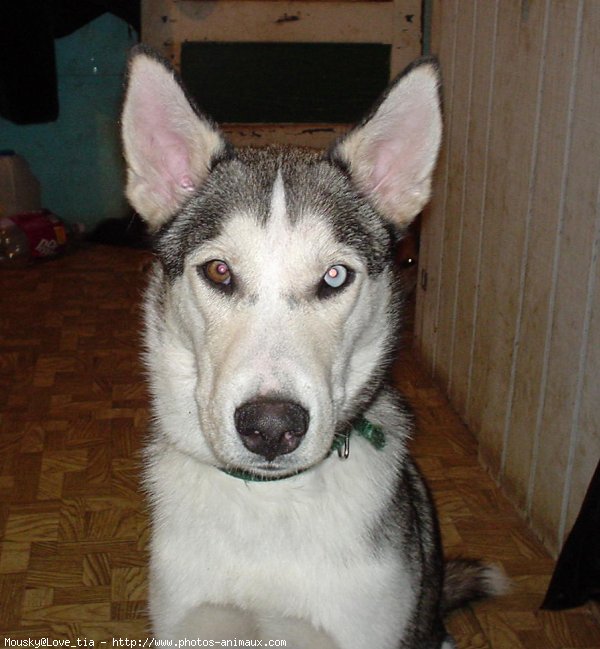 Photo de Husky siberien