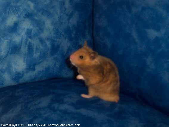 Photo de Hamster