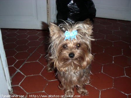 Photo de Yorkshire terrier