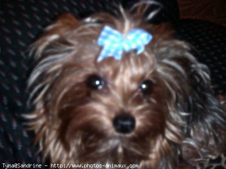 Photo de Yorkshire terrier