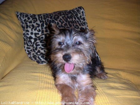 Photo de Yorkshire terrier