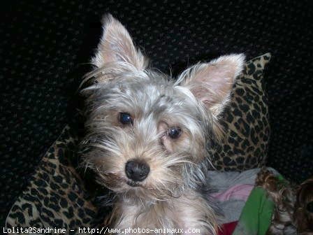 Photo de Yorkshire terrier