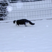 Photo de Chat domestique