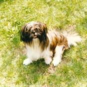 Photo de Shih tzu