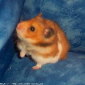 Photo de Hamster