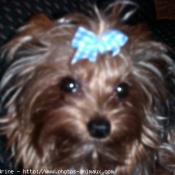 Photo de Yorkshire terrier