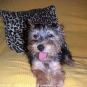 Photo de Yorkshire terrier