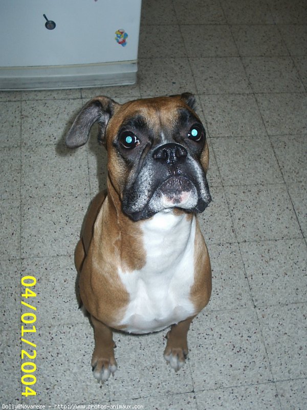 Photo de Boxer