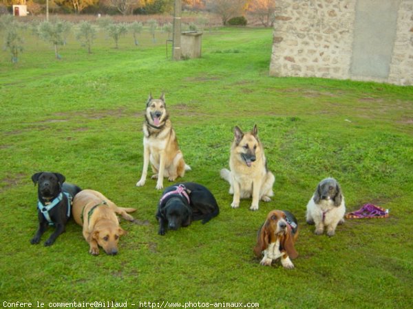 Photo de Races diffrentes