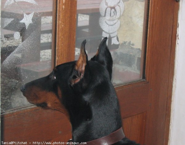 Photo de Dobermann