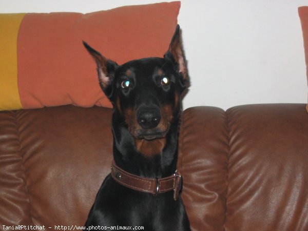 Photo de Dobermann