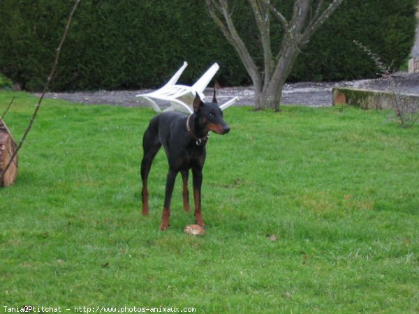 Photo de Dobermann