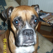 Photo de Boxer