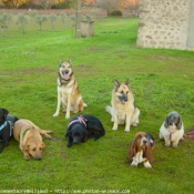 Photo de Races diffrentes