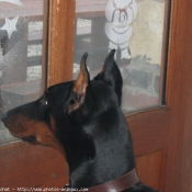 Photo de Dobermann