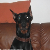 Photo de Dobermann