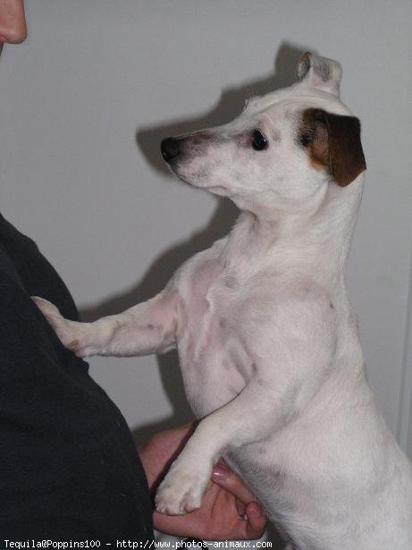 Photo de Jack russell terrier