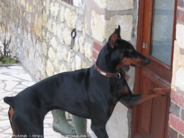 Photo de Dobermann