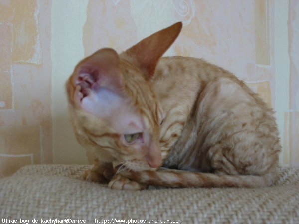 Photo de Cornish rex