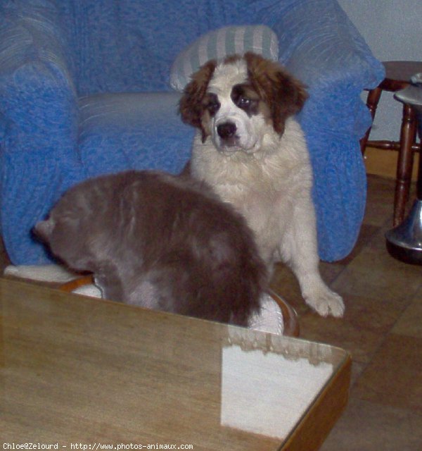 Photo de Saint-bernard poil long