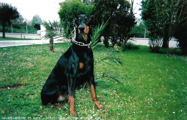 Photo de Dobermann