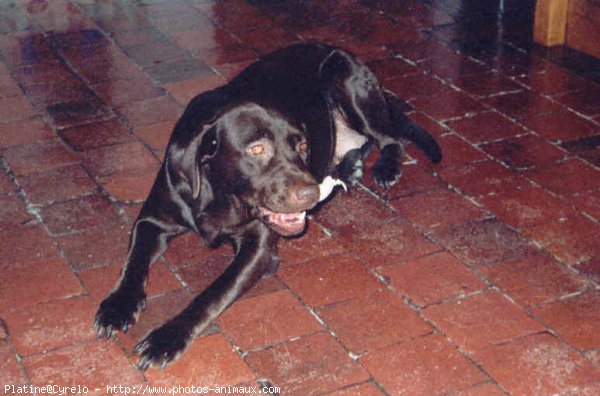 Photo de Labrador retriever