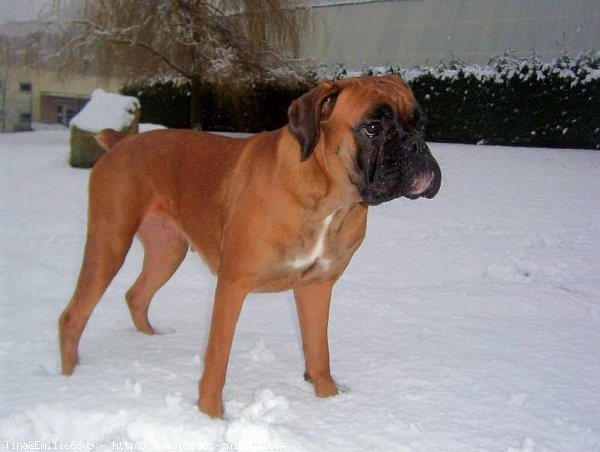 Photo de Boxer