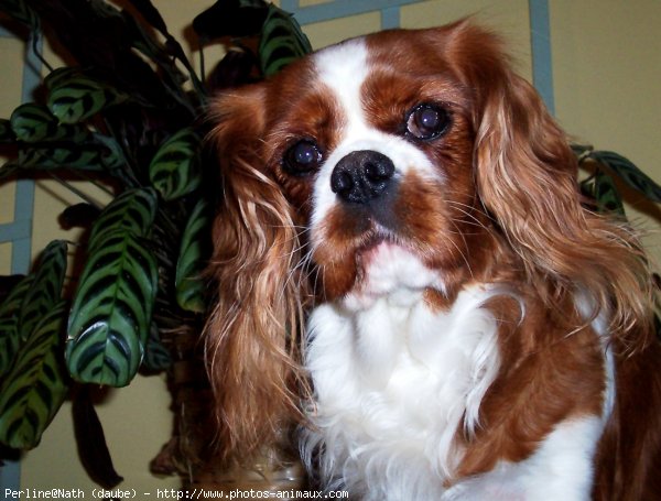 Photo de Cavalier king charles spaniel