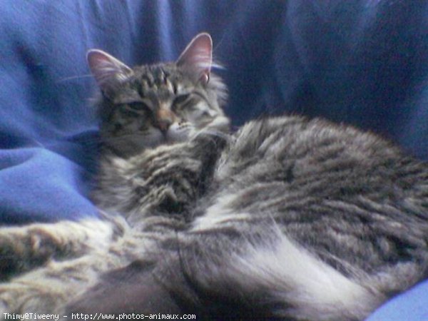 Photo de Maine coon