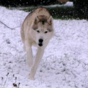 Photo de Husky siberien