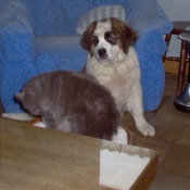 Photo de Saint-bernard poil long