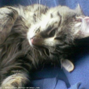 Photo de Maine coon