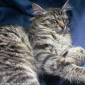 Photo de Maine coon