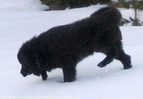 Photo de Chien de terre-neuve