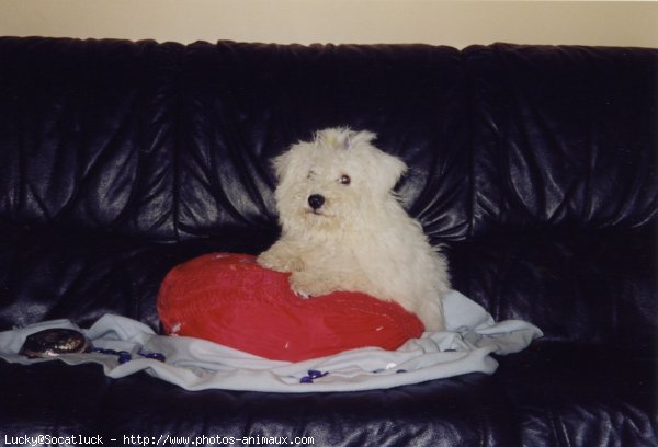 Photo de Bichon  poil fris