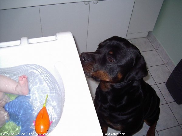 Photo de Rottweiler