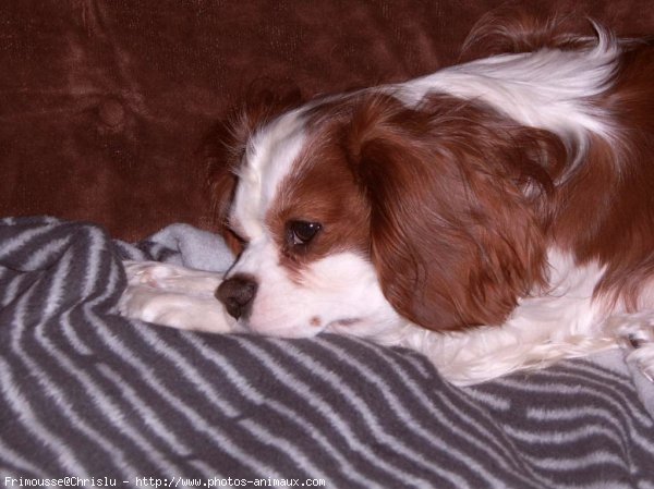 Photo de Cavalier king charles spaniel