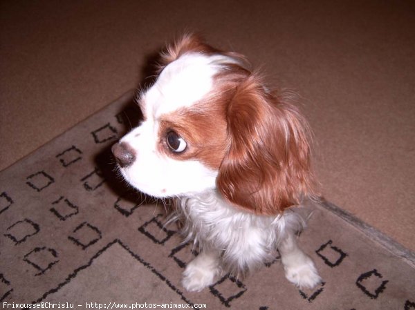 Photo de Cavalier king charles spaniel