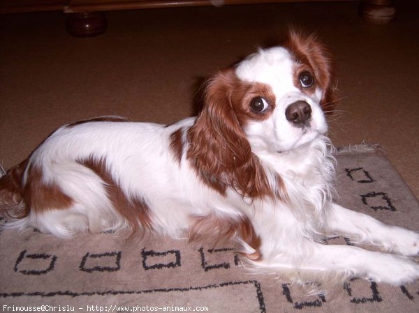 Photo de Cavalier king charles spaniel