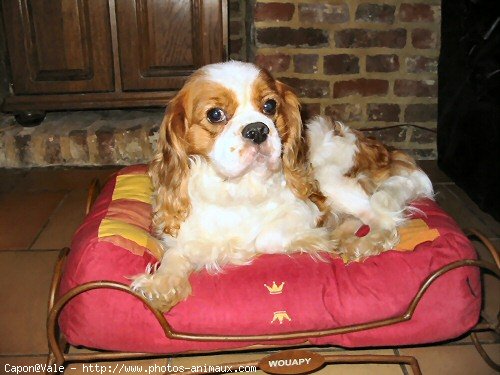 Photo de Cavalier king charles spaniel