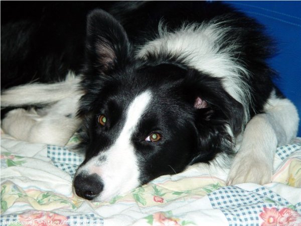 Photo de Border collie