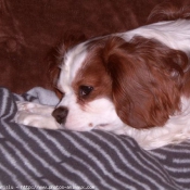 Photo de Cavalier king charles spaniel