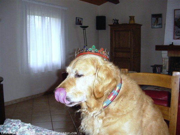 Photo de Golden retriever