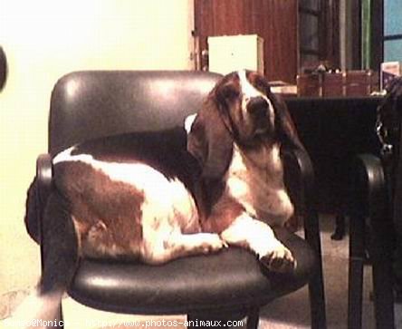 Photo de Basset hound