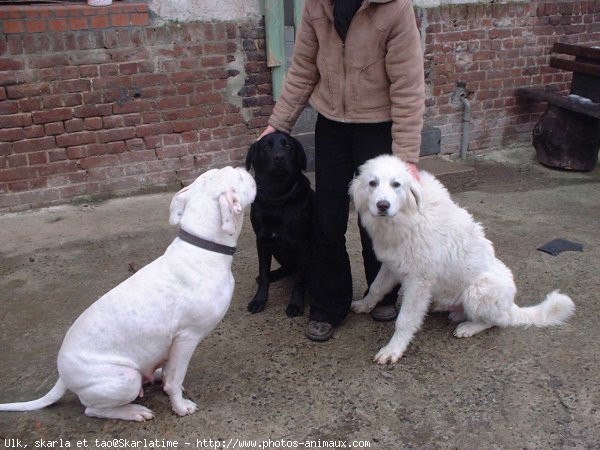 Photo de Races diffrentes