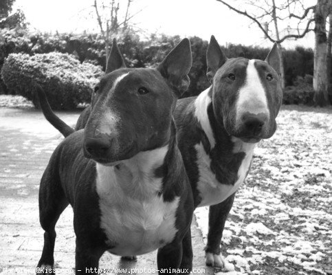 Photo de Bull terrier miniature