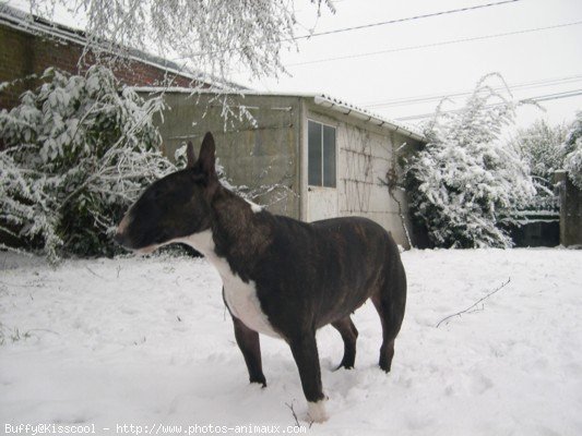 Photo de Bull terrier miniature