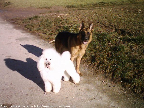 Photo de Races diffrentes