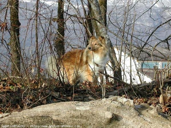 Photo de Chien de berger des shetland