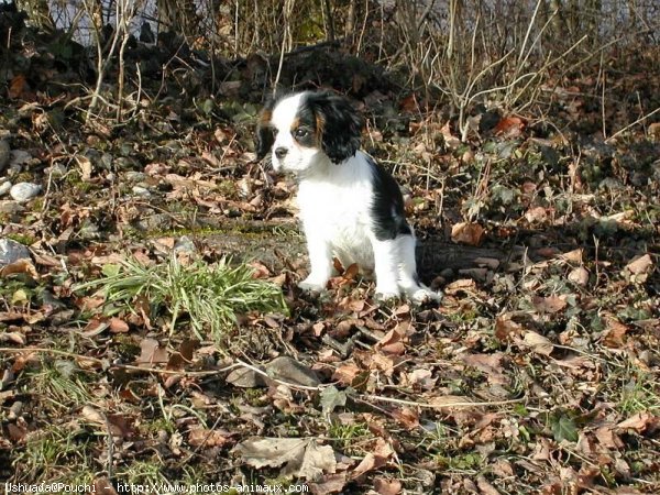 Photo de Cavalier king charles spaniel